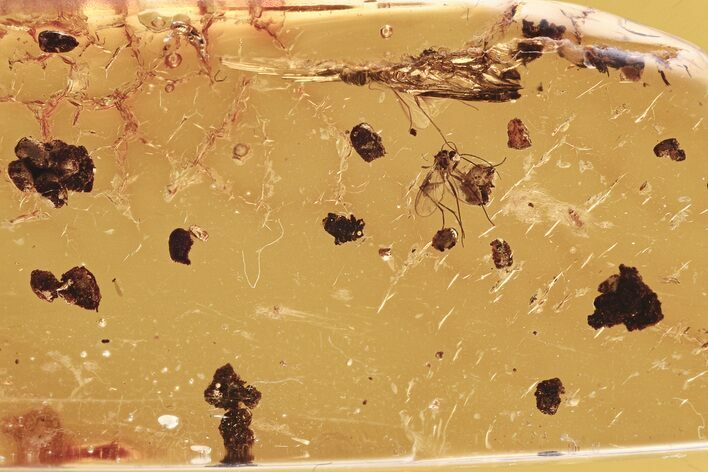 Two Fossil Fungus Gnats (Sciaridae) and Coprolites in Baltic Amber #275446